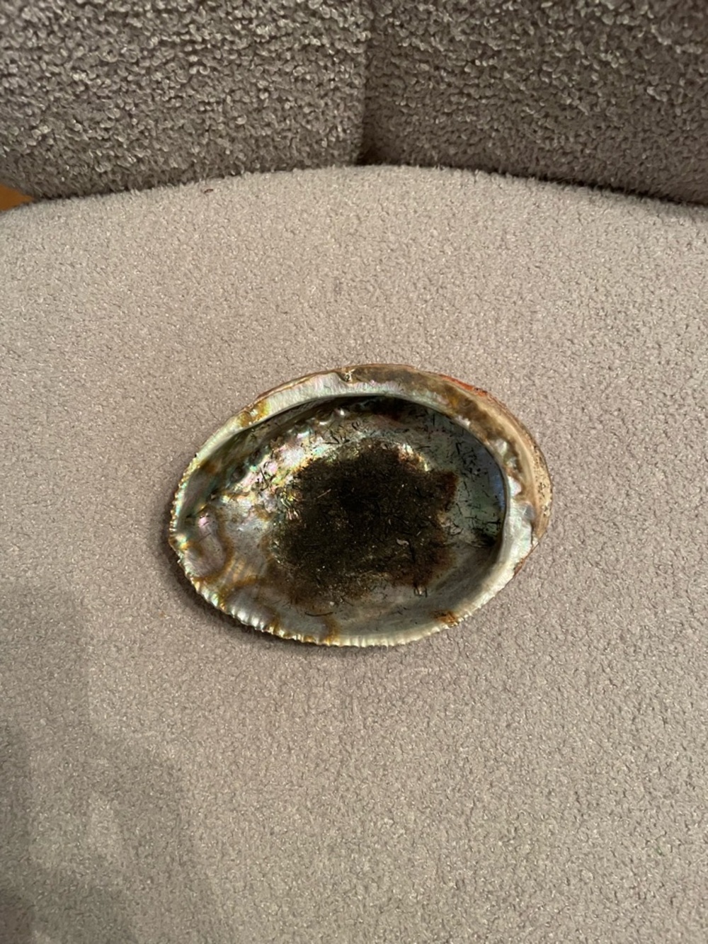 Natural Abalone Shell - Picture 2 of 3
